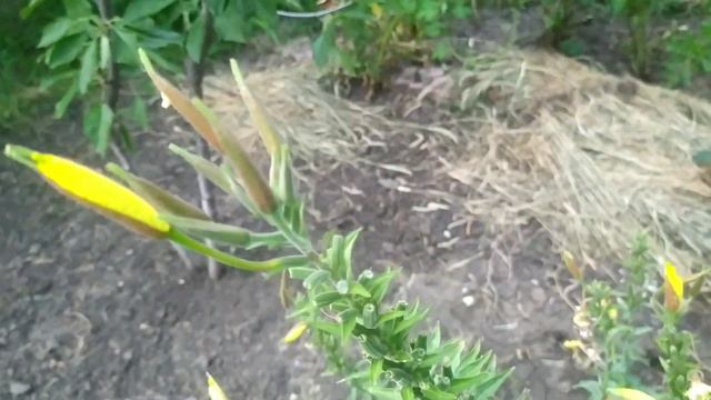 Собачье семейство./ Блудный сын./ Цветы/ смотреть онлайн