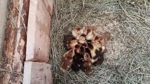 Индоутки. Мускусные утки. Суточные утята. Первая ночь позади