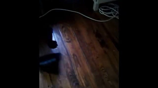 Babysitting Leeloo the Green Iguana from Reptile-Parrots.com смотреть онлайн