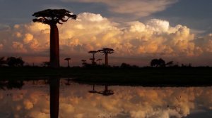 15 Strange Trees You Didn’t Know Existed