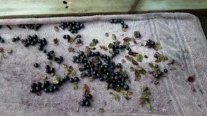 Как быстро перебрать чернику!?Обзор комбайнов для сбора ягод.