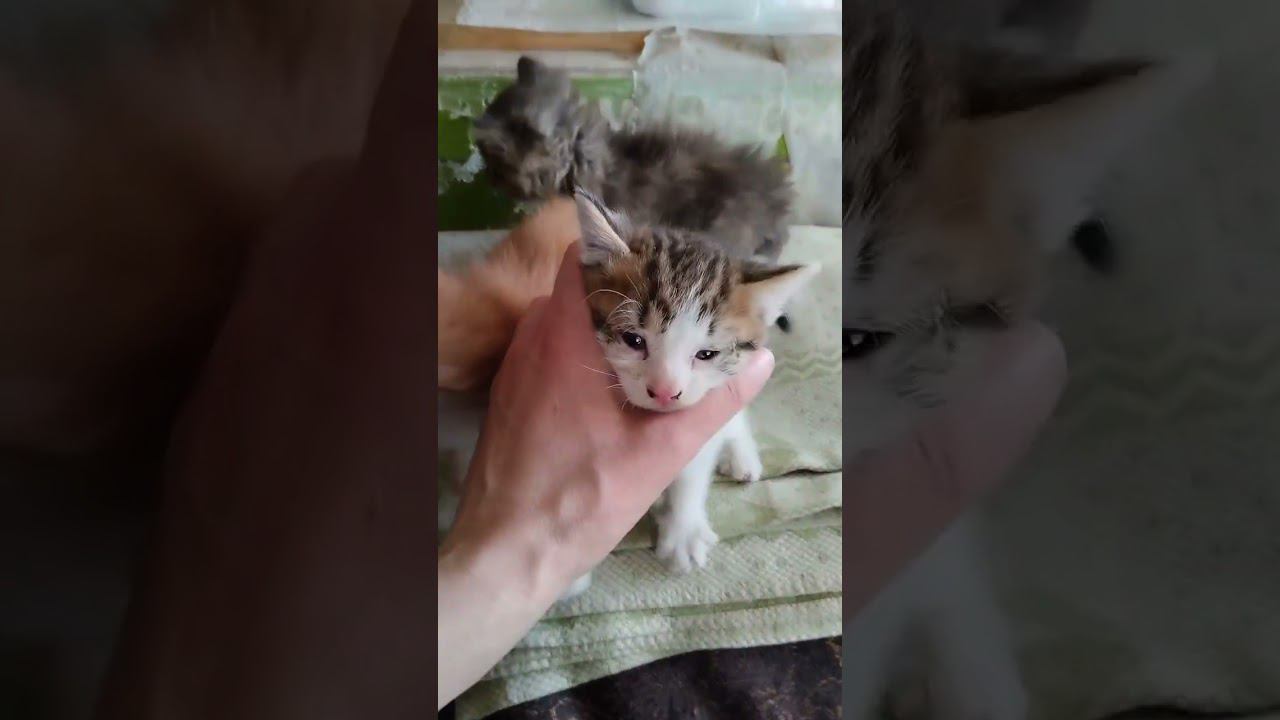 Милые котята теперь в приюте