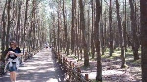 ЛУЧШИЕ ПЛЯЖИ КАЛИНИНГРАДА. КУРШСКАЯ КОСА. Балтийское море