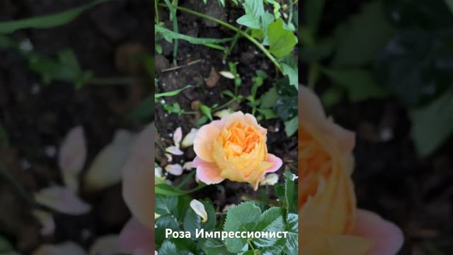 Роза Импрессионист / rose The impressionist