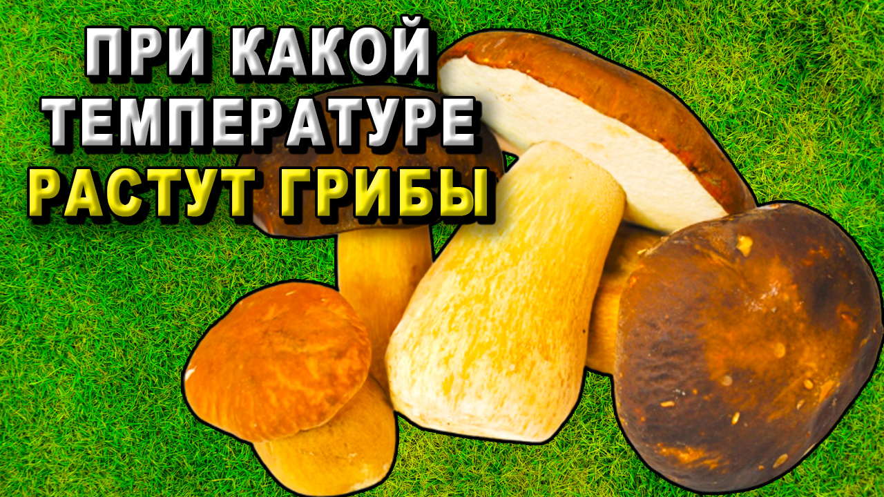 При какой температуре растут грибы?