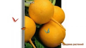 Репа обыкновенный Голден Болл (golden boll) ? Голден Болл обзор: как сажать, семена репы Голден Бол