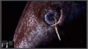 И на Акулу есть управа_ ученые выяснили, чего боятся морские хищники