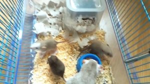 Крысята с первого дня и до месяца/Rat rat from day one to month