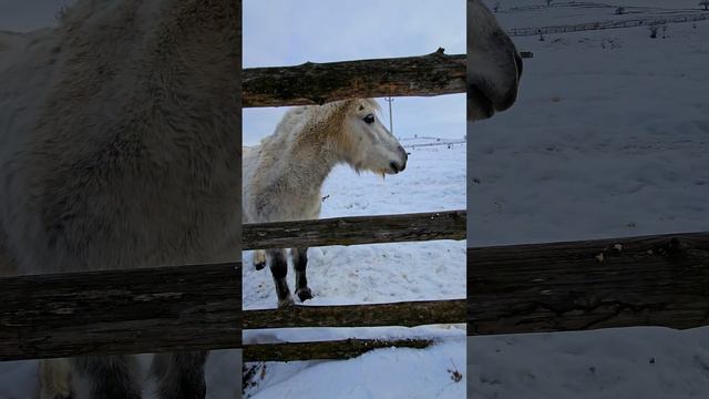 В парке "Кудыкина гора" Липецкой области. In the Kudykina Gora Park in the Lipetsk region  #lipetsk