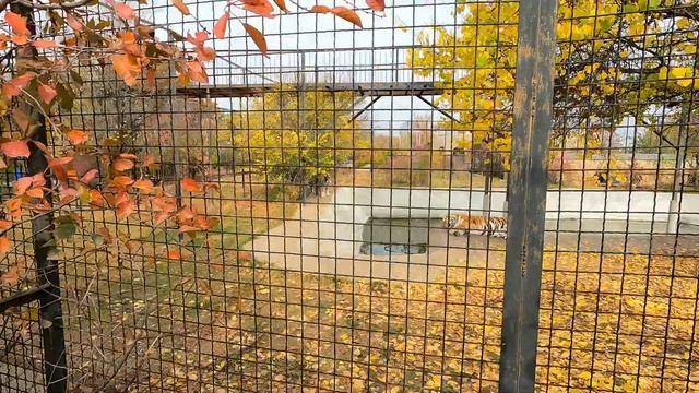 ТАЙГАН в поддержку ОЛЕГА ЗУБКОВА!Обзор ПАРКА ЛЬВОВ в КРЫМУ нашими глазами без преукрас!ВСЯ ПРАВДА! смотреть онлайн