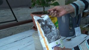 Первая подкормка винограда весной. Как и чем подкормить виноград.