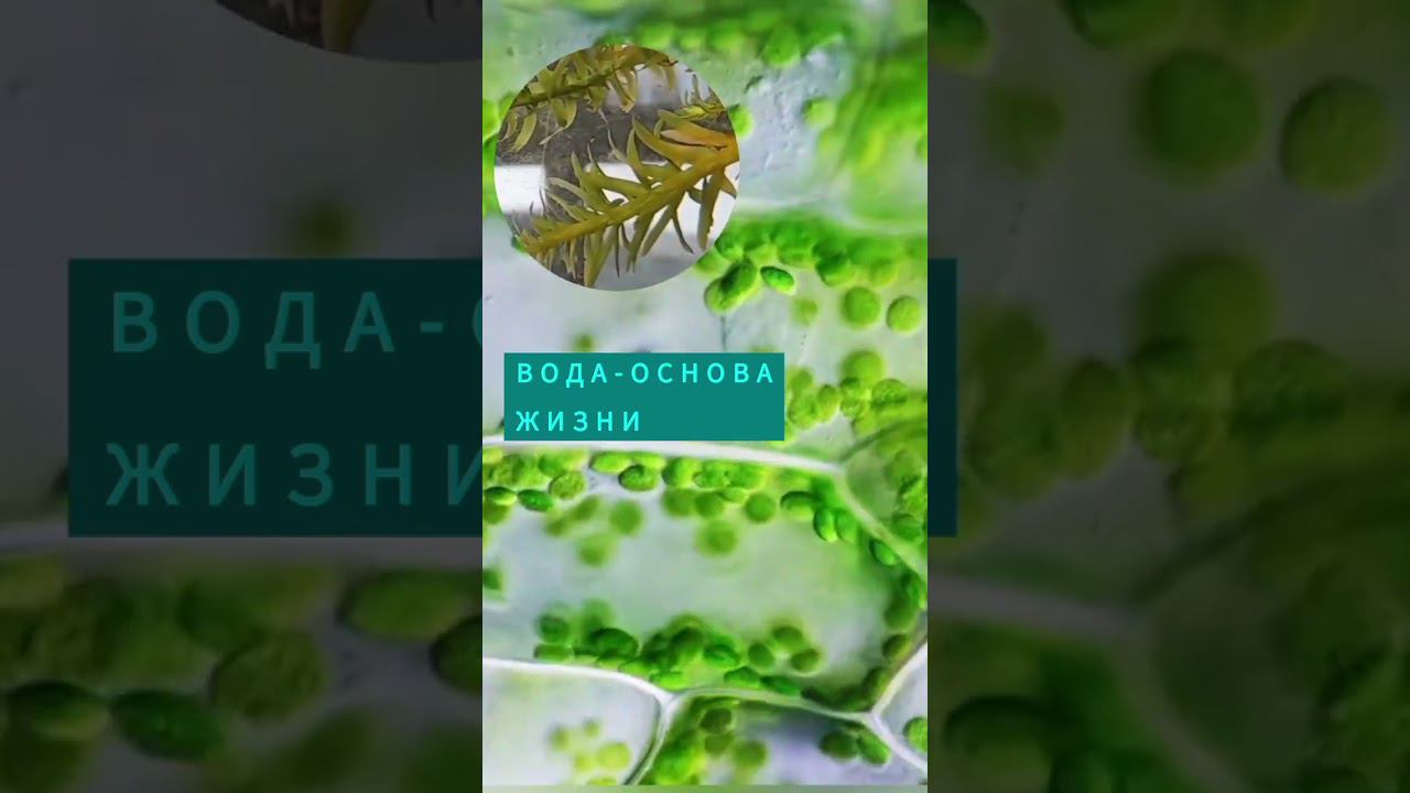 Если мы чего-то не видим-это не значит, что этого не существует.#водаэтожизнь #буграирина #вода