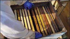 КАК НЕ ДОПУСТИТЬ РОЕНИЕ ПЧЕЛ В МАЕ