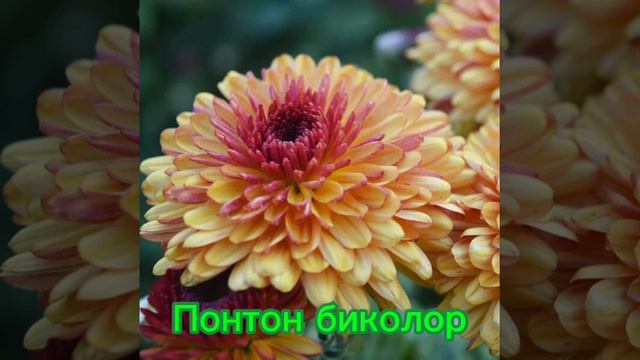Хризантемы крупные