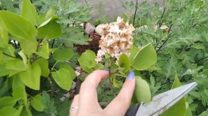Мой сад 11.06.2021 ❤️/ Обрезка Ясколки ??