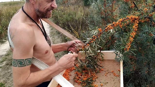Про Облепиху