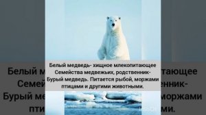 Животные Северного-Ледовитого океана по Географии 5 класс.