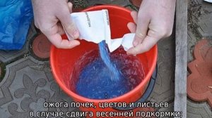 Опрыскивание яблонь медным купоросом весной