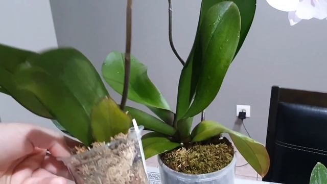 Мечты орхомана. Красивая реальность смотреть онлайн