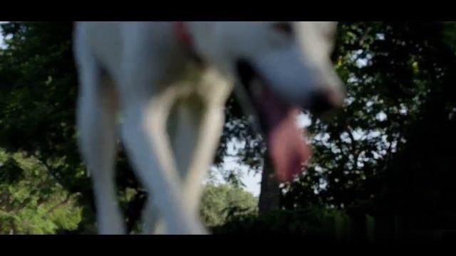 Barking dogs смотреть онлайн