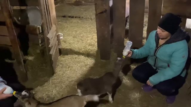 Козы Ламанча Тамбовская Область