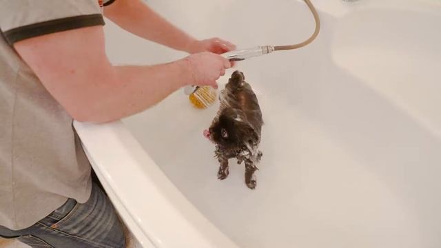 ?МОЮ ШПИЦА | Шпиц Юрич смотреть онлайн