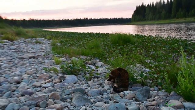 Кошка Мотя на сплаве по реке Щугор1 смотреть онлайн