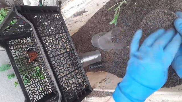 Газания(гацания) секрет пышного куста