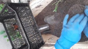 Газания(гацания) секрет пышного куста