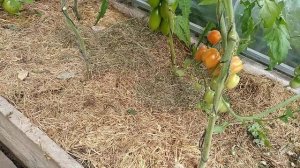 Томат-  Аккордеон ( чери) ???