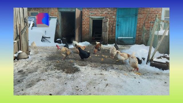 /Кормление кур несушек зимой/?