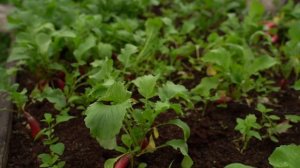 Результат посева редиса в открытом грунте при помощи маркера + Обзор редиса для летнего выращивания