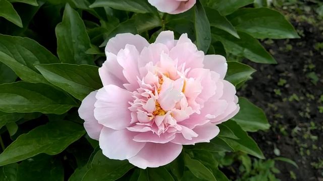 Пион Sky dancer. смотреть онлайн