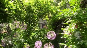 ДЕКОРАТИВНЫЙ ЛУК ПОСЛЕ ЦВЕТЕНИЯ. ЧТО ПРЕДПРИНЯТЬ!?