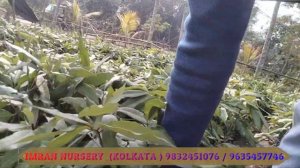 Make a lot of money | लीची के पेड़ से खूब कमाएं |Grafted litchi plant | Imran Nurtsery | Kolkata