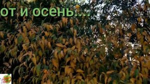 Огурцы кусочками на зиму для салатов и рассольника/Паровые пельмени с тыквой и солёными огурчиками