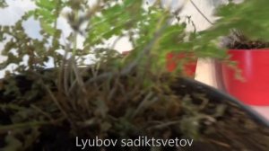 Комнатные цветы/растения. Как живут новички 2018 -2019.