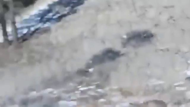 Puma vs Wolf / Волк против Пумы жесткий бой смотреть онлайн