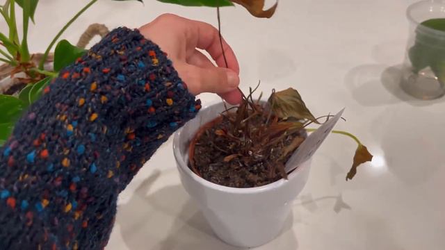 How to know if your plant is underwatered, overwatered, overfed, or dead | Anthurium