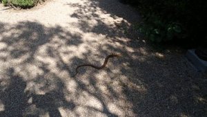 санаторий Нижняя Ореанда территория.