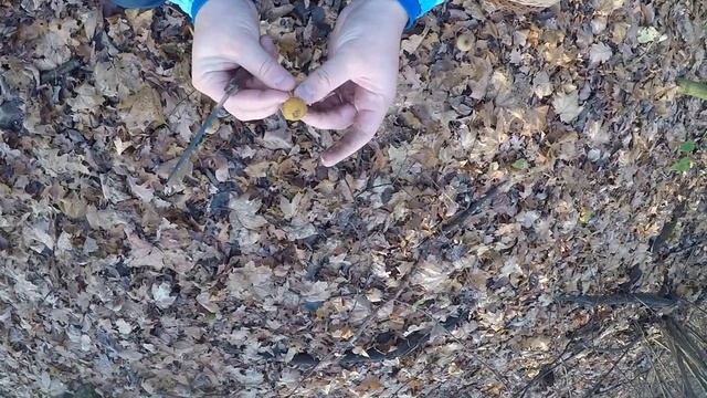 Опята 2019! Грибники Самары! Огонь! смотреть онлайн