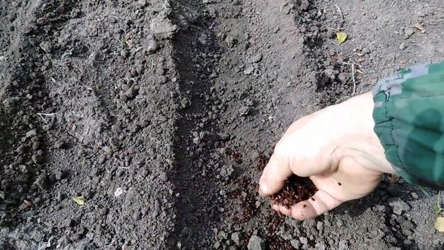 Посев шиповника для подвоя. rozapochtoi.ru