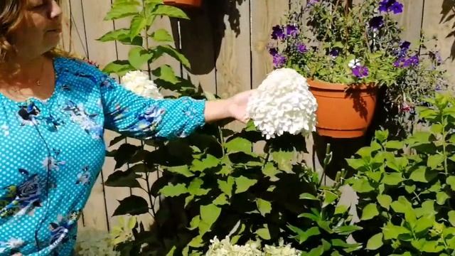 КАК САЖАТЬ ГОРТЕНЗИЮ осенью в грунт. Саженцы гортензии посадка и уход. Метельчатая гортензия