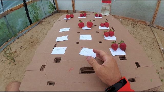 Дегустация разных сортов клубники смотреть онлайн