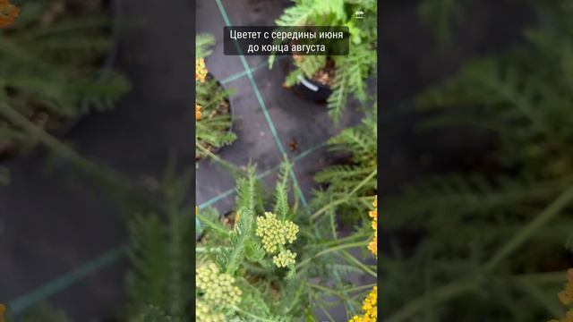 Тысячелистник обыкновенный "Терракота"
Achillea millefolium "Terracota"