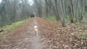 Басенджи и велосипед