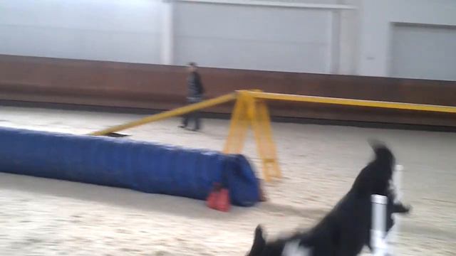 Туманова и Скиппи А2. 2.03.14. Кубок всех пород смотреть онлайн