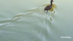 Утро на пруду. Живые звуки природы Лебеди, утята, утки парк