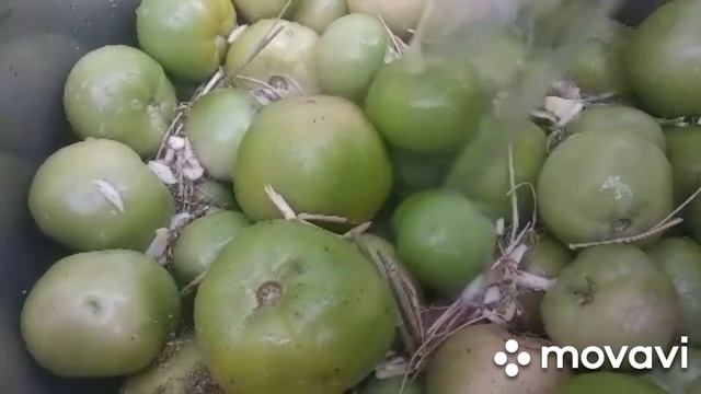 Как засолить зелёные помидоры в бочках на зиму!