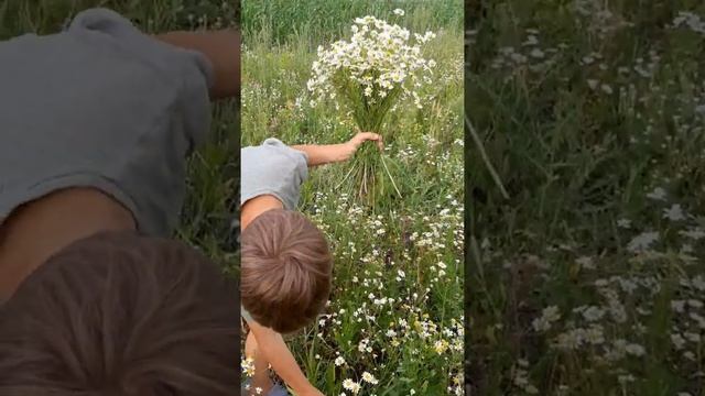 ??? РОМАШКОВОЕ ПОЛЕ ЦВЕТОВ. СОБИРАЕМ ЦВЕТЫ ДЛЯ ЛЮБИМОЙ МАМОЧКИ. ЦВЕТЫ СОБАЧКИ. смотреть онлайн